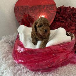 Girl 3 - female Poodle puppy in Prairie Grove, Arkansas from Loves Toy Poodles