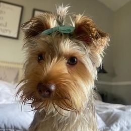 Yorkshire Terriers from Lopez Yorks
