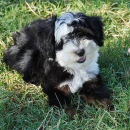 Reese BTF - Black tri-color female Aussiedoodle puppy in Lawton, Oklahoma from Lindsey’s Aussies