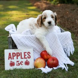Goldendoodle Puppies from Ellie's Goldendoodles