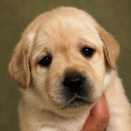 Purple Collar - Yellow female Labrador Retriever puppy in Madison, Wisconsin from Meritrust Labradors