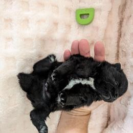 D - Black parti male Pomeranian puppy in Cocoa, Florida from Pom Coast Pomeranians