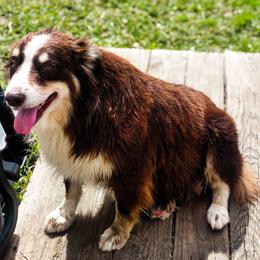 Fancy - Australian Shepherd