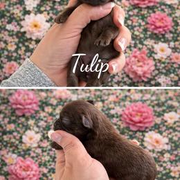 Tulip - Liver female Shih Tzu puppy in Connersville, Indiana from Royal Blossom Shihtzus