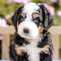 Aussiedoodles, Australian Mountain Doodles, Bernedoodles, and Labradoodles from Doodles & Co