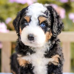 Aussiedoodles, Australian Mountain Doodles, Bernedoodles, and Labradoodles from Doodles & Co