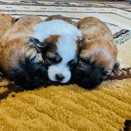 Australian Shepherd and Morkie Puppies from Larson’s Legacy Aussome Aussie Kennels