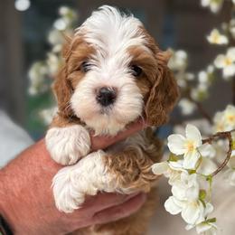 Kyle - Red male Cavapoo puppy in Yuciapa, California from AlltheDoodlez_