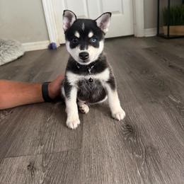 Odin - Black and white male Alaskan Klee Kai puppy in Beverly Hills, Florida from Lucky Charm Klee Kai