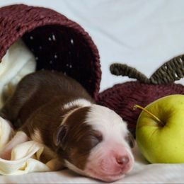Matcha - Red tri-color female Australian Shepherd puppy in Coatesville, Pennsylvania from Little Acre Aussies