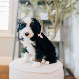 Shortcake - Tri-color female Bernedoodle puppy in Murray, Utah from Sun Valley Doodles
