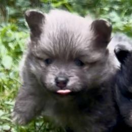 AKC Blue Sable Boy 3wks - Blue sable male Pomeranian puppy in Madison, Ohio from PawSitive Therapy Pomeranians