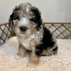 Wednesday - female Australian Mountain Doodle puppy in Culpeper, Virginia from Hazel River Doodles