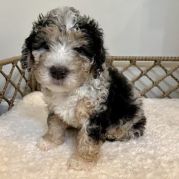 Wednesday - female Australian Mountain Doodle puppy in Culpeper, Virginia from Hazel River Doodles