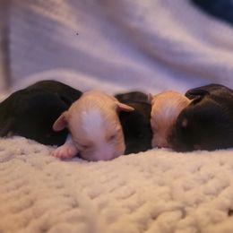 Havapoo Puppies from Little Wyo Doodles