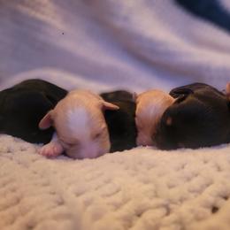 Havapoo Puppies from Little Wyo Doodles
