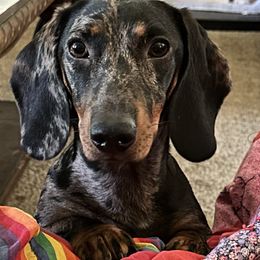 LaUna - Dachshund