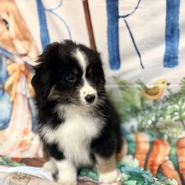 Truffles - Black tri male Miniature American Shepherd puppy in Olympia, Washington from Shamayim Shepherds