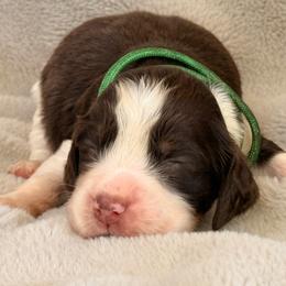Dark green boy - Liver white and tan male English Springer Spaniel puppy in Cleburne, Texas from Powers English Springer Spaniels