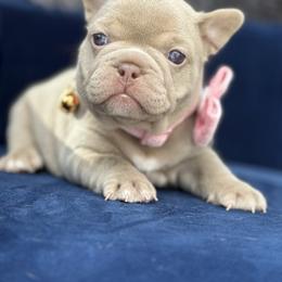 Lucy - Tricolors female French Bulldog puppy in Hemet, California from Bowman Pups