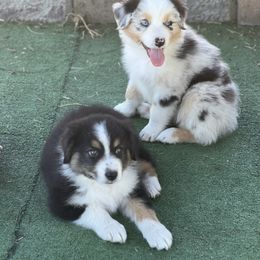 Shadow - Black tri-color female Australian Shepherd puppy in Springfield, Oregon from Shelter Cove Aussies