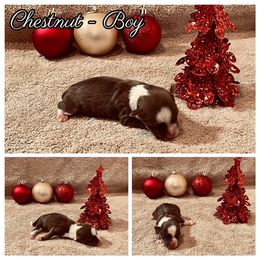 Havanese Puppies from Havareese Havanese