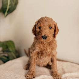George - Apricot male Goldendoodle puppy in Yukon, Oklahoma from Bows and Ties Doodles, LLC