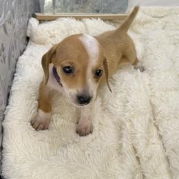 Lacy - Piebald female Dachshund puppy in Rio Linda, California from Destiny's Mini Doxies