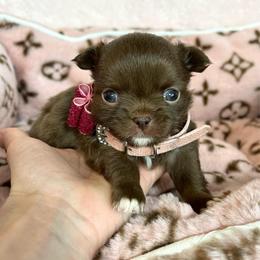 Ayla - Chocolate female Chihuahua puppy in Mesa, Arizona from Arizona Dream Chihuahuas