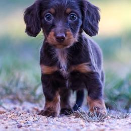 Australian Shepherd and Dachshund Puppies from Paisley’s Prissy Pups