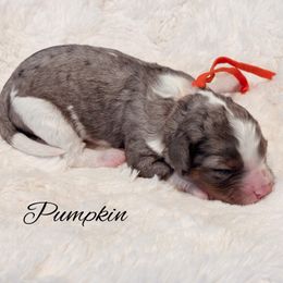 Cavapoo puppies from Mercy Doodles