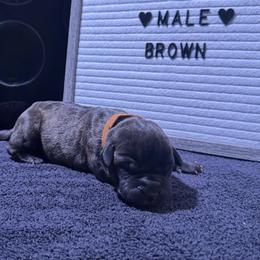 Light brown collar - Black brindle male Cane Corso puppy in Atlanta, Georgia from Brandy Horne
