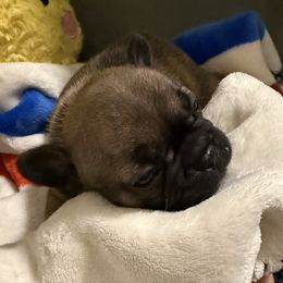 Bubbles - Fawn and white female French Bulldog puppy in Madison, Wisconsin from MadCity Frenchies