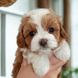Laverne - Blenheim female Cavapoo puppy in Cedar City, Utah from Cedar Sprout Puppies