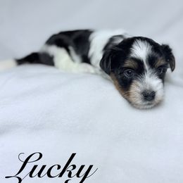 Lucky - Black tan and white male Biewer Terrier puppy in Cartersville, Georgia from Alpha Tiny Paws