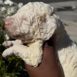 Pearl - White female Poodle puppy in Corona, California from Garden Of Poodles