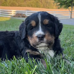 Cyrus - Black rust and white male Bernese Mountain Dog puppy in Stone Creek, Ohio from Highland Meadows