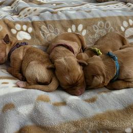 2nd pick female puppy - Yellow female Labrador Retriever puppy in Twin Falls, Idaho from Whispering White Pines Labradors