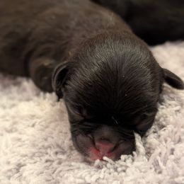 Chinese Crested and Pug Puppies from Charming Cresteds Kennel