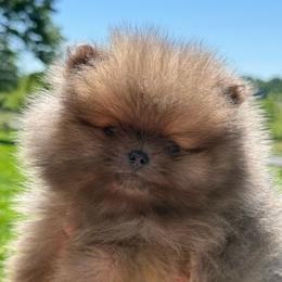 B-Dawg - Blue sable male Pomeranian puppy in Newark, Ohio from Keeperofstars Pomeranians