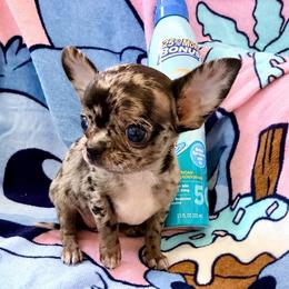 AKC Rosa - Merle female Chihuahua puppy in Cincinnati, Ohio from Cincy Chis