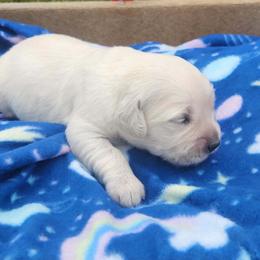 Landon - Light golden male Golden Retriever puppy in Hastings, Michigan from Teresa Stevens