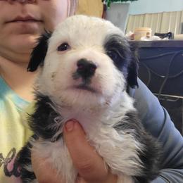 Romeo - Black & white male Miniature Australian Shepherd puppy in Dalhart, Texas from RNL Family Raised Pups