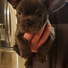 Gucci - Blue fawn French Bulldog puppy in Bolingbrook, Illinois from Taylor-Made Luxury Kennels