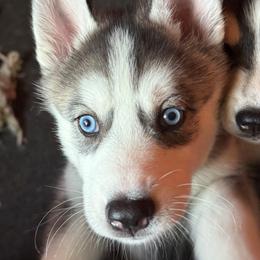 Pomeranian and Siberian Husky Puppies from Oasis Kennels
