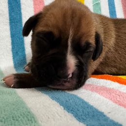 Mr Brown - Fawn male Boxer puppy in Palm Coast, Florida from Starlight Boxer Corner