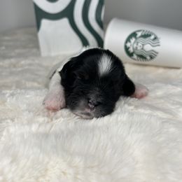 Mocha - Black and white Shih Tzu puppy in Atlanta, Georgia from YorkShih Pup & Co
