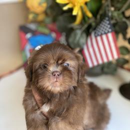 Boy 1 - Chocolate male Shih Tzu puppy in Troy, Michigan from "Shihtzu Best Friend"
