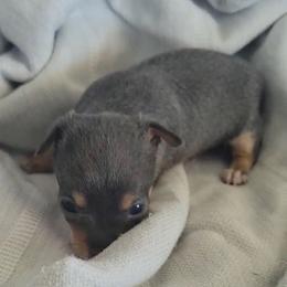 Mr Fanta - Blue fawn male Chihuahua puppy in Las Vegas, Nevada from Quality Poms Chihuahua Yorkies of Las vegas