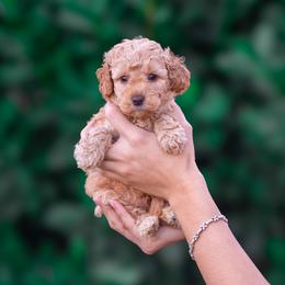 Duke - Apricot male Poodle puppy in Fort Myers, Florida from Blossom Paws